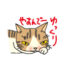 nobimaru Cat2（個別スタンプ：8）