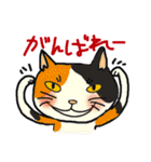 nobimaru Cat2（個別スタンプ：13）