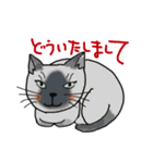 nobimaru Cat2（個別スタンプ：25）