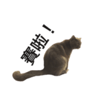 A cat's life 1（個別スタンプ：1）