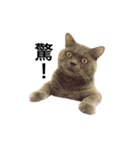A cat's life 1（個別スタンプ：2）