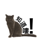 A cat's life 1（個別スタンプ：4）