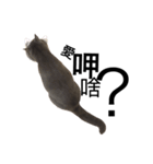 A cat's life 1（個別スタンプ：6）