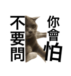 A cat's life 1（個別スタンプ：7）