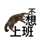 A cat's life 1（個別スタンプ：9）