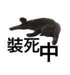 A cat's life 1（個別スタンプ：10）