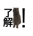 A cat's life 1（個別スタンプ：11）