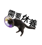 A cat's life 1（個別スタンプ：13）