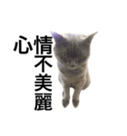 A cat's life 1（個別スタンプ：14）