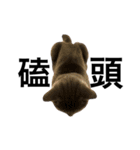 A cat's life 1（個別スタンプ：15）