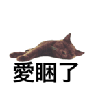 A cat's life 1（個別スタンプ：16）