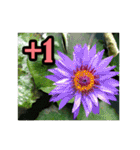 Flower images_9（個別スタンプ：3）