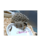 ハリネズミ＆フクロモモンガ（個別スタンプ：5）