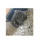 ハリネズミ＆フクロモモンガ（個別スタンプ：6）