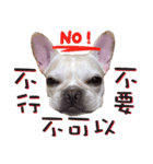 frenchie Mita I（個別スタンプ：1）