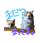 チビとエル2（個別スタンプ：2）