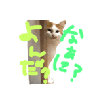 チビとエル2（個別スタンプ：7）