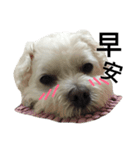 Blind dog FatLily 3（個別スタンプ：3）