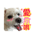 Blind dog FatLily 3（個別スタンプ：13）