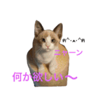 保護猫チームHARNA（個別スタンプ：1）