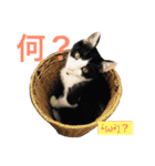 保護猫チームHARNA（個別スタンプ：4）