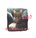 保護猫チームHARNA（個別スタンプ：8）