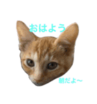 保護猫チームHARNA（個別スタンプ：11）