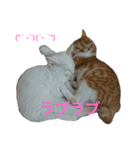 保護猫チームHARNA（個別スタンプ：13）