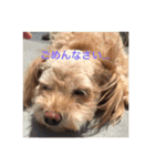 らぶマロン（個別スタンプ：6）