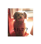 らぶマロン（個別スタンプ：8）