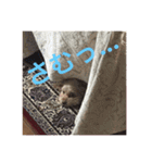 らぶマロン（個別スタンプ：9）