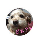 らぶマロン（個別スタンプ：15）