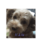 らぶマロン（個別スタンプ：19）