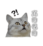 Kitty＆Audiの日常生活（個別スタンプ：2）