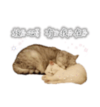 Kitty＆Audiの日常生活（個別スタンプ：6）