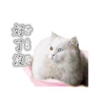 Kitty＆Audiの日常生活（個別スタンプ：7）