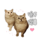 Kitty＆Audiの日常生活（個別スタンプ：8）