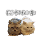 Kitty＆Audiの日常生活（個別スタンプ：10）