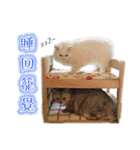 Kitty＆Audiの日常生活（個別スタンプ：11）