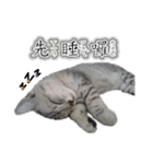 Kitty＆Audiの日常生活（個別スタンプ：12）