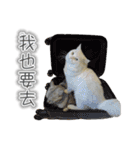 Kitty＆Audiの日常生活（個別スタンプ：15）