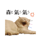 Kitty＆Audiの日常生活（個別スタンプ：16）