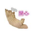 Kitty＆Audiの日常生活（個別スタンプ：17）