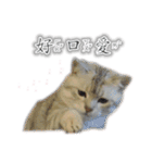 Kitty＆Audiの日常生活（個別スタンプ：19）