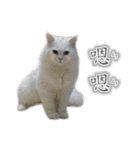 Kitty＆Audiの日常生活（個別スタンプ：21）