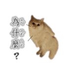 Kitty＆Audiの日常生活（個別スタンプ：22）