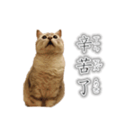 Kitty＆Audiの日常生活（個別スタンプ：24）