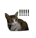 magi cat（個別スタンプ：1）