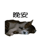 magi cat（個別スタンプ：7）