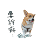 Neil Play（個別スタンプ：4）
